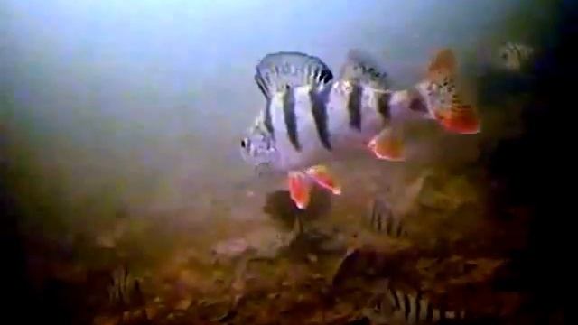 подводная камера SITITEK FishCam-501 смотреть онлайн