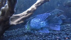 Big Electric Blue Jack Dempsey Cichlid HD