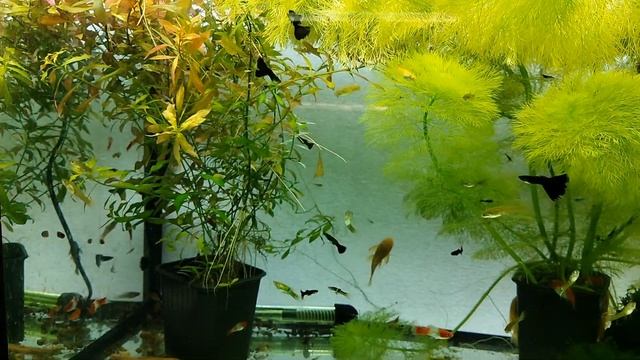 амбулия в 200 литровом аквариуме смотреть онлайн