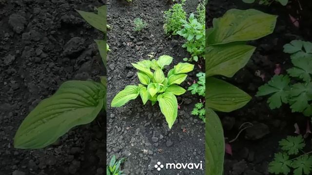 Мои две хосты, такие разные.