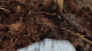 Откапываем корневую шейку у хвойных пород ?