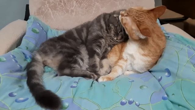 Кот ухаживал за кошкой, но что-то пошло не так :) смотреть онлайн