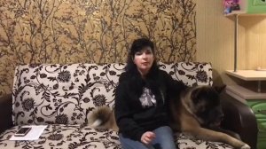 Порода собак-Американская акита или Большая японская собака.