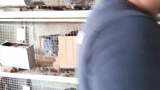 Первое кормление новорождённых крольчат, ещё две крольчихи привели крольчат смотреть онлайн