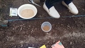 Посадка моркови весной