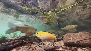 Exotic Fish in the Austrian Albs - Creek Villach