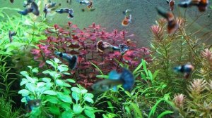 Особенности содержания аквариума на питательных Soil грунтах