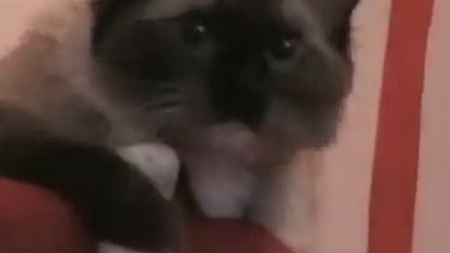 Ragdoll cat смотреть онлайн