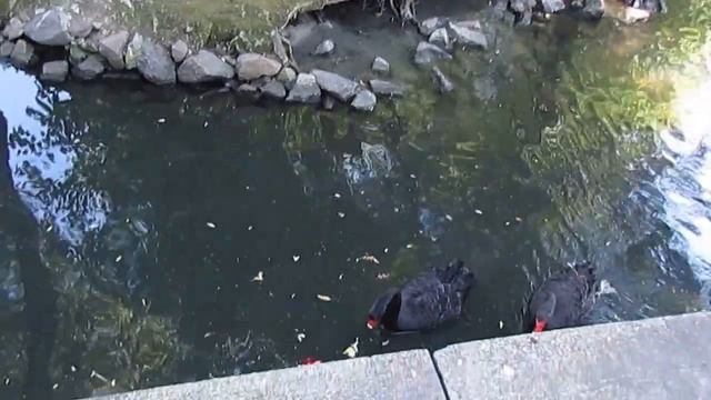 Черные лебеди, Киевский зоопарк смотреть онлайн