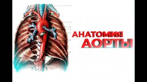 Анатомия Аорты /  Восходящий отдел / Дуга Аорты