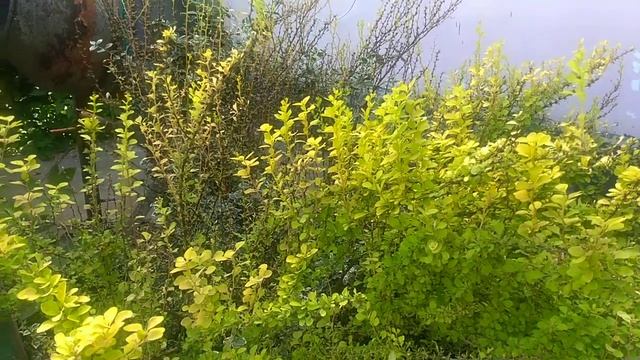 барбарис всё ? смотреть онлайн