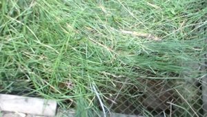 Ямное содержание кроликов,решение перенаселения ямы.