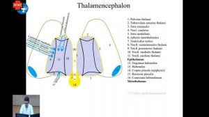 Анатомия  Промежуточный мозг