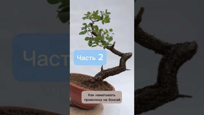 Как наматывать проволоку на бонсай. Часть 2. #бонсай #bonsai #ниваки #андрейдарусенков #сад