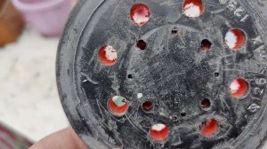 Замена-ремонт Шлифовальной тарелки Bosch PEX 220A