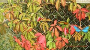 Виноград пятилисточковый (parthenocissus quinquefolia) ? обзор: как сажать, рассада винограда