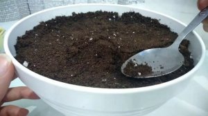 Молодило (Каменная роза) оформление камнями, размножение и уход☘️ Sempervivum aye-green