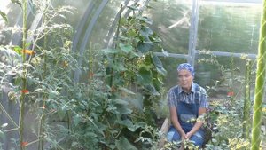 Как поддержать огурцы в жару