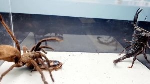 SCORPION vs TARANTULA SPIDER FIGHTING FOR PREY, who will win? Insect Stories