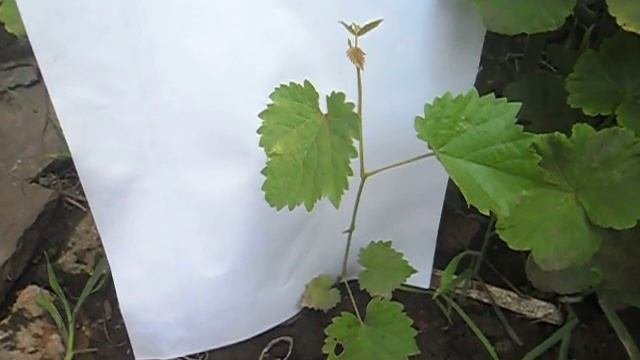 Размножение винограда косточками
