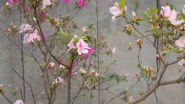 A Beautiful Cherry Blossom (Sakura)Morning views Refreshing 🌷🌷🌺🌺 смотреть онлайн