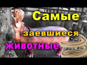 САМЫЕ ЛЕНИВЫЕ ЖИВОТНЫЕ парка Кхао Кхео