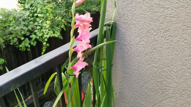 Container Gardening with Amie смотреть онлайн