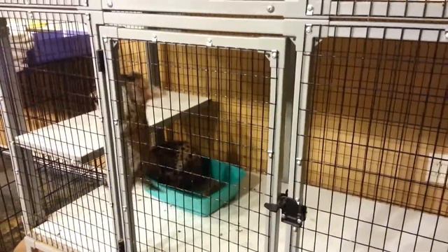 Serval Kittens YOUNG just before feeding time! смотреть онлайн