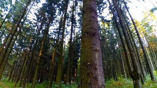 Лес. Русский Лес. Осенний Лес. Видео Лес. Прогулка по Лесу. Лесные Пейзажи. Футажи для видеомонтажа