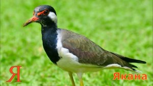 Животные для детей на буквы Э, Ю, Я.