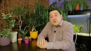 Гибискус комнатный. Уход в домашних условиях