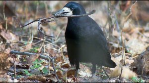 Грач (Corvus frugilegus) - Rook bird