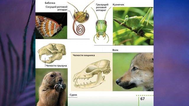 §10 "Питание и пищеварение", Биология 6 класс, Сивоглазов. смотреть онлайн