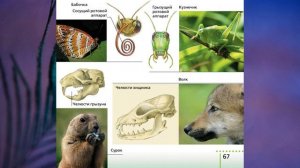 §10 "Питание и пищеварение", Биология 6 класс, Сивоглазов.