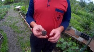 Трюфель теперь и в России,в Ставропольском крае.(Самый дорогой гриб в мире)