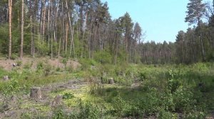 Поиск в лесах и на местах поселений.Интересные находки!))Поиск золота.Серия96