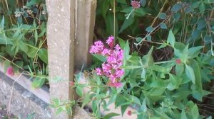 Hummingbird Moth. The Hummingbird Hawk Moth