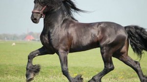 Звук Лошади