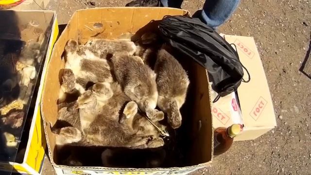 Гуси Выгодные породы смотреть онлайн