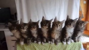 Funny Cats Orchestra. Турецкий марш Edition