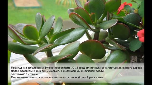 Денежное дерево. Лечебные свойства денежного дерева.