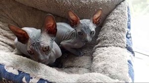 Лысые котята