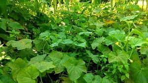 Мои огурцы:Дружная семейка F1 и на зависть соседу