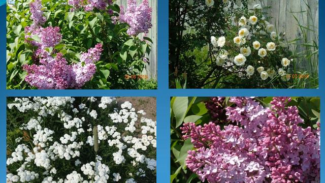 Я родом с Сахалина Даниленко Ира смотреть онлайн