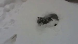 КОТ БАРСИК. КУПАНИЕ СУРОВОГО СКЛАДСКОГО КОТА БАРСИКА