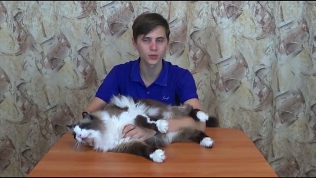 Обзор на моего кота (Фел) смотреть онлайн