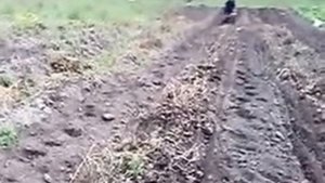 испытание самодельной транспортерной картофелекопалки