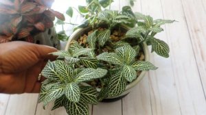 NERVE PLANT/ FITTONIA