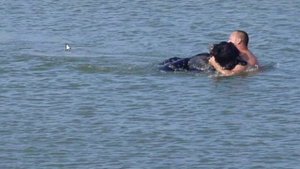 Мужчина спас тонущего медведя!!!