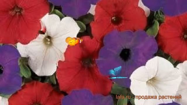 Петуния ампельная Изи Вейв Флаг микс ? обзор: как сажать, семена петунии Изи Вейв Флаг микс смотреть онлайн